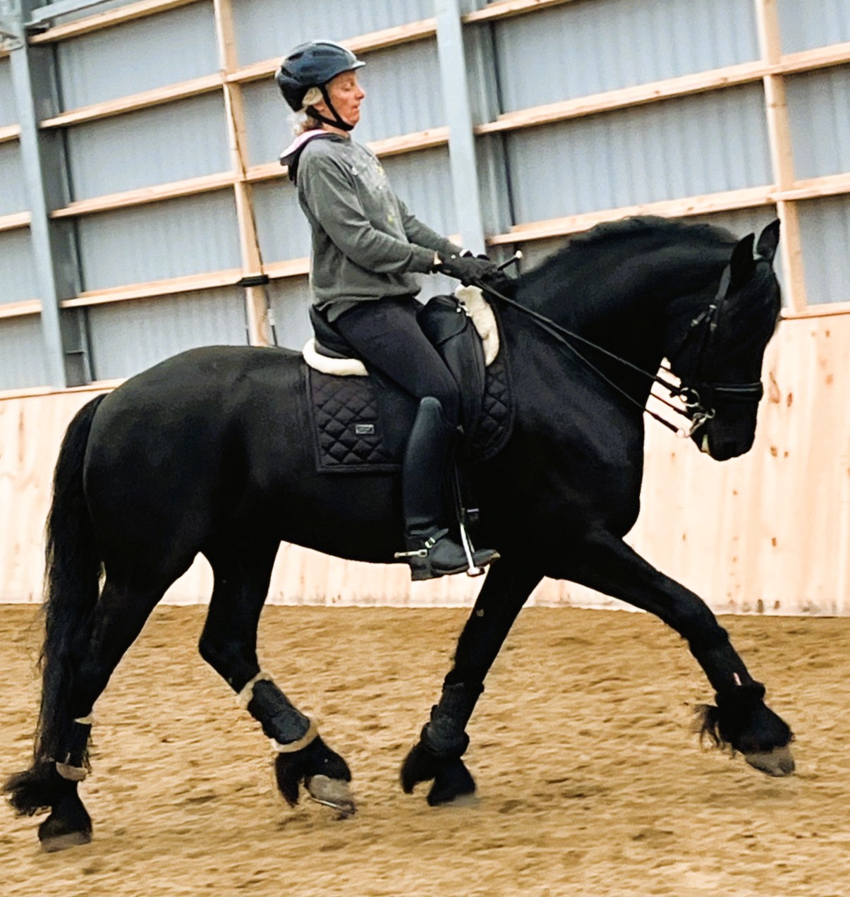 Friesian Theon fan Panhueys SPORT - Sold